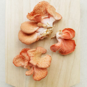 Orange Mushroom